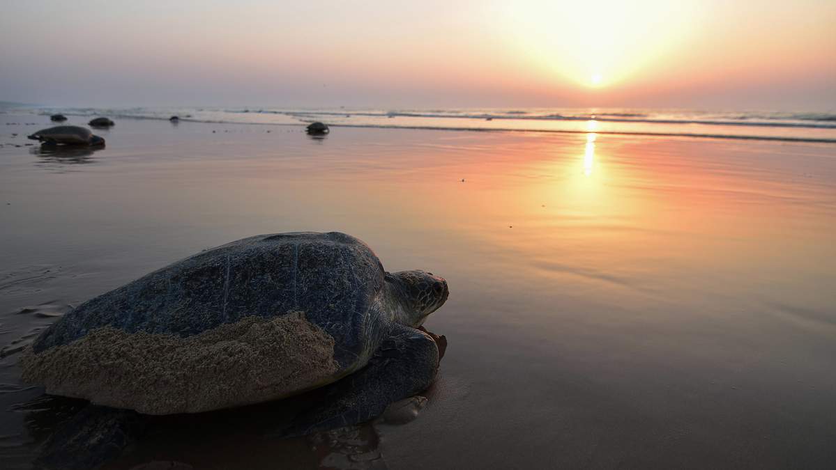 You are currently viewing Comment la population se mobilise en Inde pour sauver ses tortues marines.