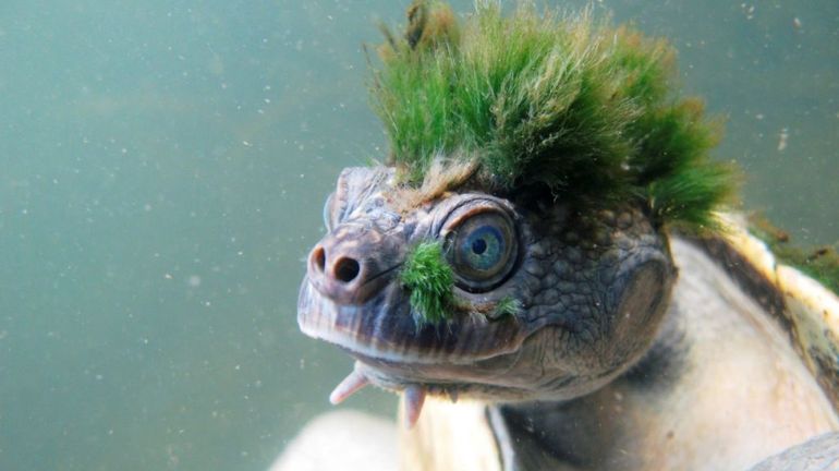 You are currently viewing Une tortue australienne aux allures de punk classée parmi les reptiles menacés