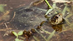 Read more about the article Découverte d’une nouvelle espèce de tortue au Mexique