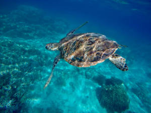 Read more about the article Corse : afflux exceptionnel de tortues marines, les sites de soin saturés