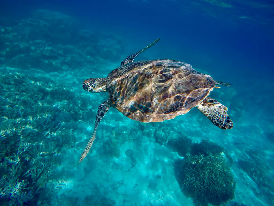 You are currently viewing Corse : afflux exceptionnel de tortues marines, les sites de soin saturés