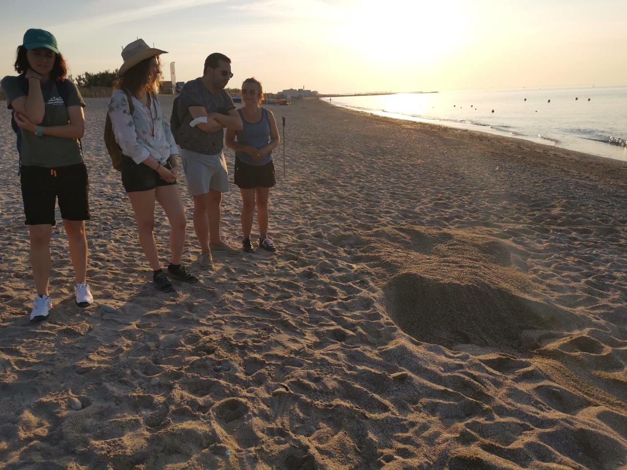 You are currently viewing Sea turtles. Conservatory of natural spaces: volunteers needed
