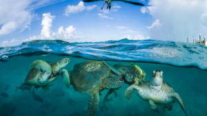 Read more about the article Les tortues marines survivent… malgré nous