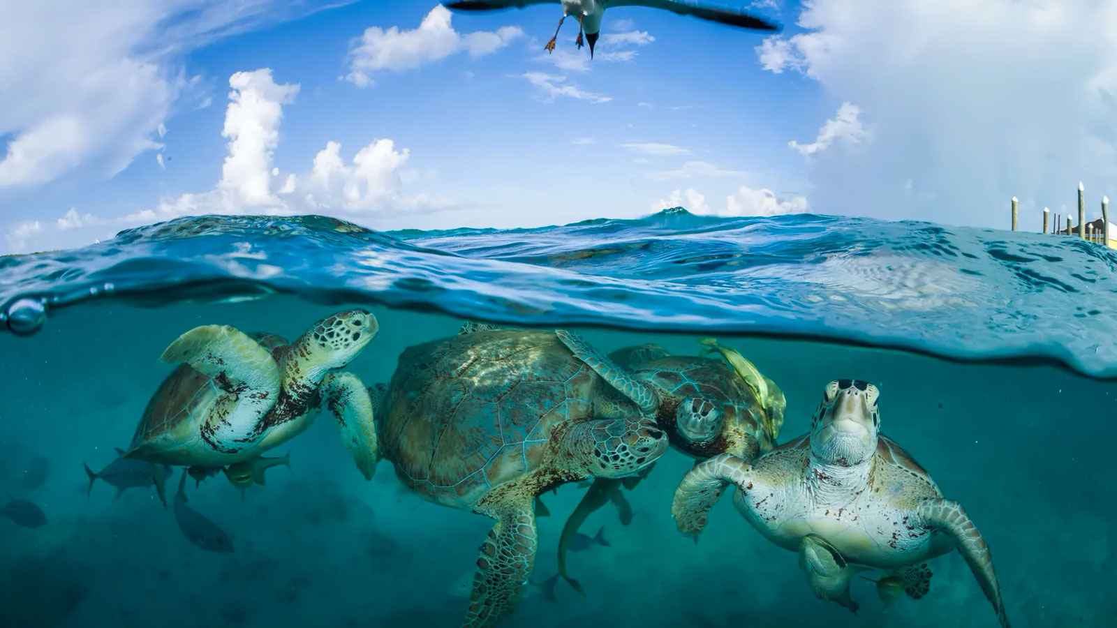 You are currently viewing Sea turtles survive… in spite of us