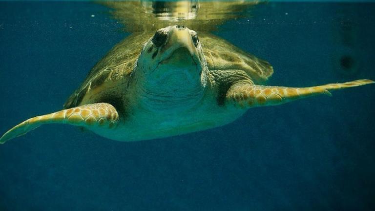 Read more about the article Tunisie: sauvetage d’une 24e tortue marine dans le golfe de Monastir