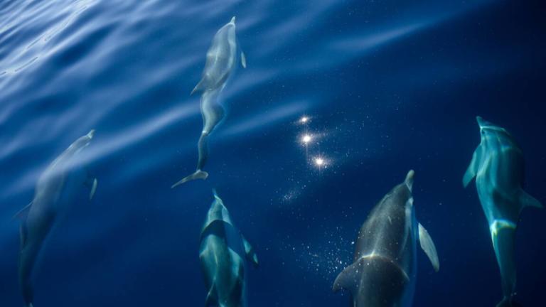 Read more about the article Menacé, le grand dauphin sous étroite surveillance en Méditerranée