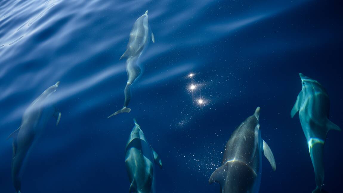 You are currently viewing Threatened bottlenose dolphins under close surveillance in the Mediterranean