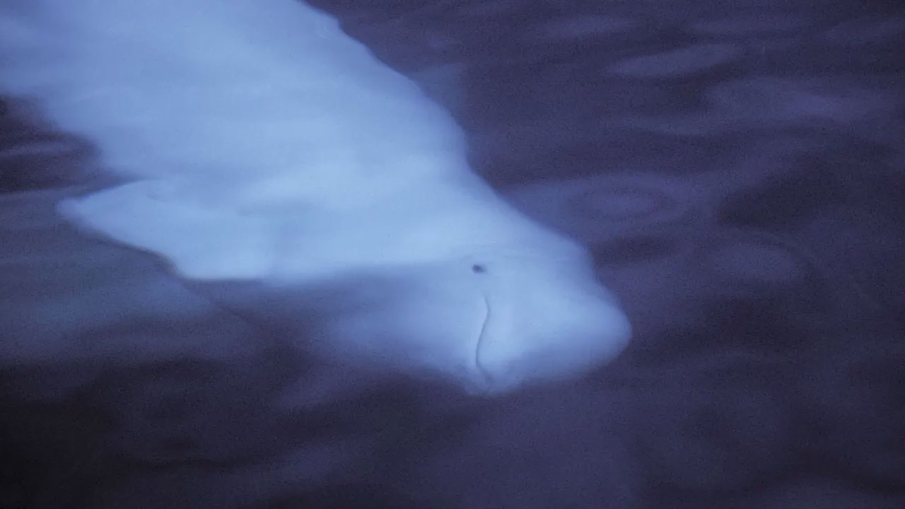 Le Canada durcit les conditions d’observation des baleines